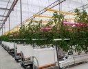 シグニファイ、植物育成用LED照明を福島県の農園に導入
