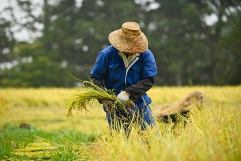 お米はどうやって作られている？ 米作りの1年の流れと作業内容
