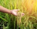 「減反政策」の廃止で、日本の稲作はどう変わったのか