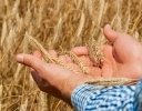米食の批判と粉食の奨励【連載・コメより小麦の時代へ 第2回】