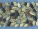 種の多様性を未来に引き継ぐ「ジーンバンク」のしくみ【種苗法改正を考える緊急連載 第5回】