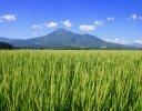 「天のつぶ」ってどんなお米？合う料理は？【お米の銘柄紹介】
