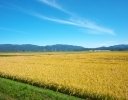 米で生きる地域・山形県庄内地方の現状【農業はもっしぇぜの！ 20代米農家の勉強日誌 第2回】