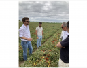 カゴメとNEC、農業ICTプラットフォーム「CropScope」を北イタリアのトマト圃場に導入