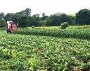農研機構が開発したスイートコーンの空撮画像+AIによる「収穫適期予測技術」とは？