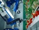 Oishii Farm、世界最大級の次世代植物工場「メガファーム」を米国で稼働開始