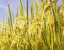 「にこまる」ってどんなお米？ 合う料理は？【お米の銘柄紹介】