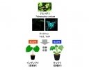 東京理科大、植物の防御応答を制御する新規分子を重要害虫ナミハダニから発見