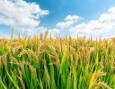 石川県の新品種「ゆめみづほ」ってどんなお米？味や特徴は？【お米の銘柄紹介】