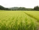 “コシヒカリ一強”がもたらす影響とは？ 私たちがいろいろな品種を食べる意味を考える【ライター柏木の「お米沼にようこそ」第9回】