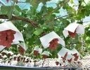 山梨県、「有機薄膜太陽電池」を活用したぶどう栽培で着色向上