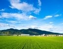 田植えをしないお米づくりが当たり前に？ ──日本で広がる「直播栽培」の新常識