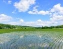 田植え効率化のアイデア7選｜経験者が見直したい移植作業の工夫