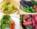 「旬」って何？ 野菜の栄養価が上がるメカニズム