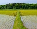 4〜5月の水稲は畦畔で差がつく｜雑草の初期管理で押さえたい3つのポイント