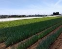 5〜6月に行いたい「春ねぎの除草・土寄せ」ガイド｜初期管理で差が出る理由