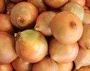 【令和8年最新版】たまねぎ農業の現状と課題 日本の食に欠かせない万能野菜の安定供給策