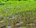 初期除草はなぜ効く？水稲の雑草発生と5〜6月の作業の優先順位