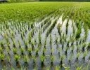 除草剤が効かない圃場の共通点 水深・水持ち・中干しから見直す雑草対策