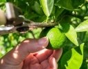 生理落果後の「荒摘果」で夏本番に備えよう｜6〜7月の柑橘類管理