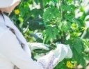2026年も猛暑の見込み！ 7月に考えるべき、農家と作物を守るための高温対策の心構え