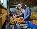 みかんのドローン防除委託の現場で見えた5つの課題 【アグリポン 柑橘ドローン防除事例2026・後編】