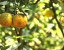 6〜7月に行いたい「柑橘の樹勢管理」ガイド｜梅雨時期に差がつく果実肥大のコツ