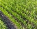 中干し後から穂肥前に確認したいこと｜6〜7月に行う水稲管理