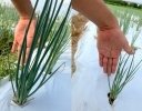 ねぎのドローン防除はここまで使える！ 白斑・葉折れ・薬剤選びを乗り越えたこと京都の実践 【後編】