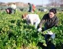 農業の大規模化で失敗しないために｜規模拡大前に考えたいこと