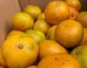 「出荷ロス1割減」で利益はいくら変わる？ 柑橘防除の採算ラインシミュレーション