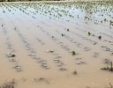【9月1日は防災の日】 台風・豪雨・地震から農園を守るために ━━被災事例から見えた「事前準備と直後にとるべき行動」