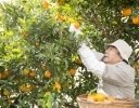8〜9月に見直したい「柑橘収穫」の負担を減らすアシストスーツ・収穫鋏の選び方