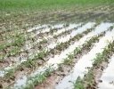 露地野菜の排水対策｜水はけ改善に役立つ均平化・傾斜均平の考え方