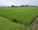 水田の均平化を“委託”してわかったこと──浅水管理と作業負担、ジャンボタニシ被害はどう変わった？ 【千葉県長生村・木島さんの事例・後編】