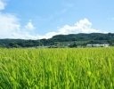 ゆうきや、令和8年度産米から農家と価格を定める「固定価格」を導入