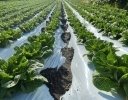 マルチ作業は何時間減らせる？ 機械・生分解性マルチの費用対効果を考える