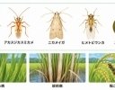 今年出た病害虫を残さないために──来年の発生リスクを減らすための収穫後の越冬対策