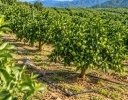 柑橘施肥のそのこだわり、ちょっと待った！ 実証から見えた“思い込み”の解決法 3選