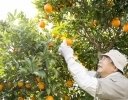 柑橘農家の人手不足対策｜収穫要員を増やす前に見直したい「仕事が詰まる場所」