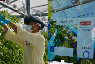 農業未経験者でもトマト栽培が可能になる！ 東京都とNTT東日本らが進める「ローカル5G遠隔作業支援」の成果