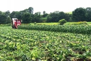 農研機構が開発したスイートコーンの空撮画像+AIによる「収穫適期予測技術」とは？