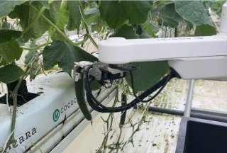 AGRIST、埼玉県の農場にきゅうり収穫ロボットを導入