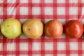 【農家コラム】有機トマト農家での研修！ 慣行栽培と味やコストはどう違う？