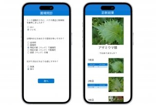 ミライ菜園、愛知県と共同で「シソ病害虫AI画像診断技術」を開発