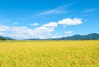 【令和8年最新版】 水稲農業を取り巻く環境と現状 ──大きく変わる市場、技術、経営課題を整理する