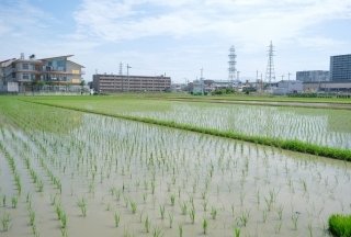 スマート農業で「移植の田植え」が変わる！  移植栽培の効率化のコツ