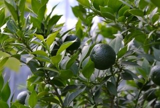 傾斜地シークヮーサーでもドローン防除は可能？ 導入のポイント＆現場で検討したい視点