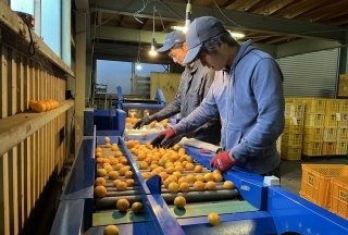 みかんのドローン防除委託の現場で見えた5つの課題 【アグリポン 柑橘ドローン防除事例2026・後編】