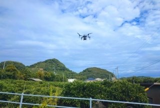 農業用ドローンは「自前」より「委託」が最適解？ JA松山市が柑橘の施肥をあえて外注する理由